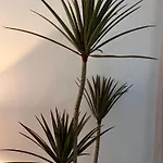 アパート Bambu カルボネラス
