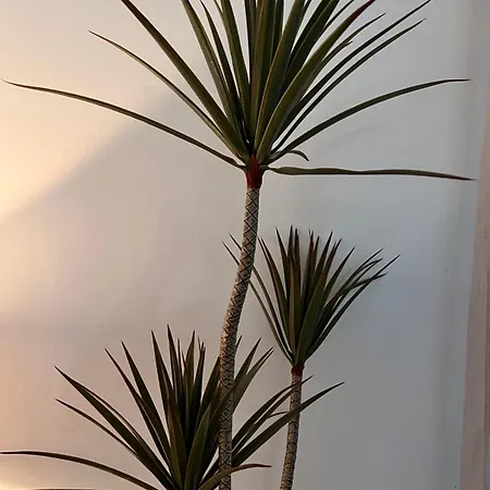 Appartement Bambu Carboneras